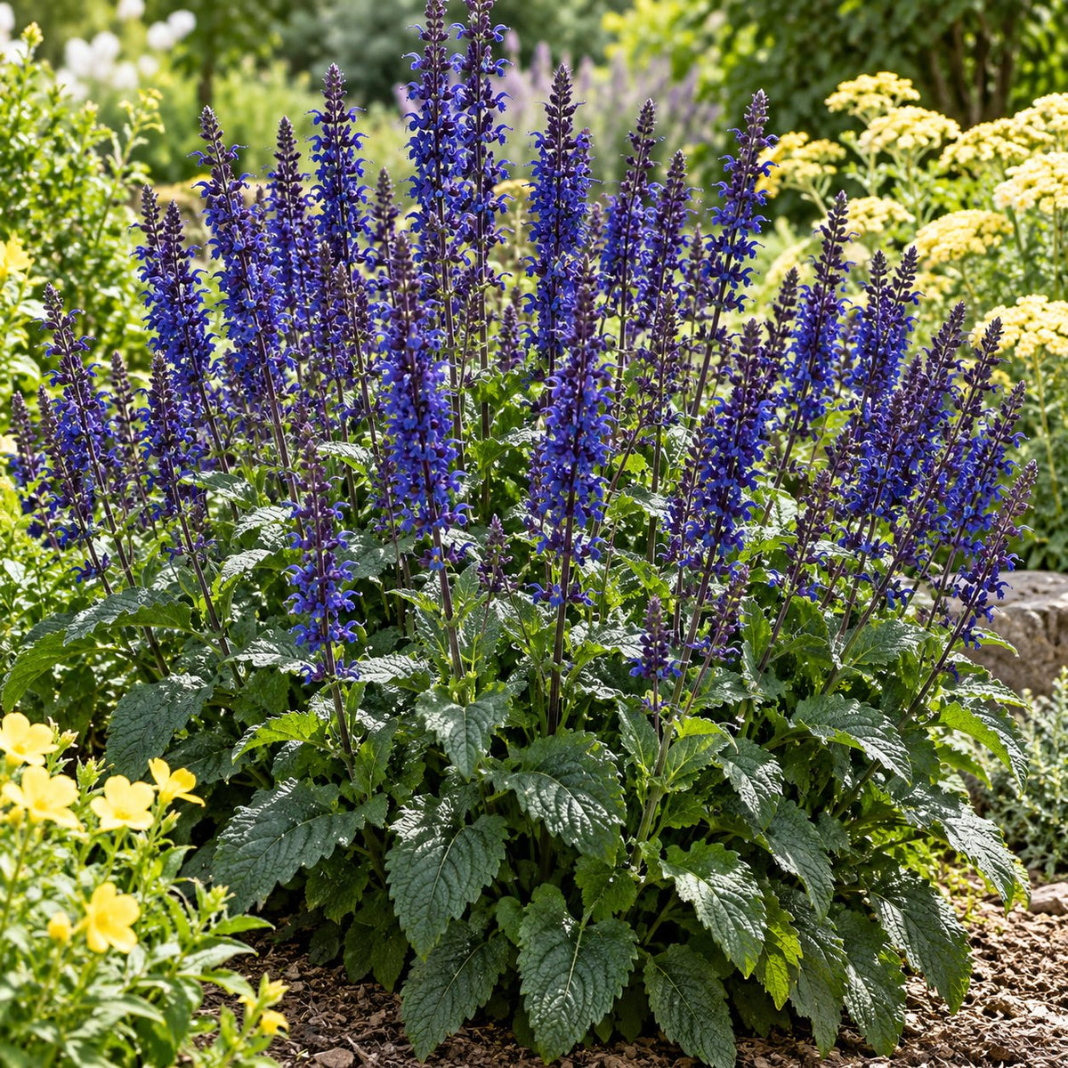 Dark Sky Salvia