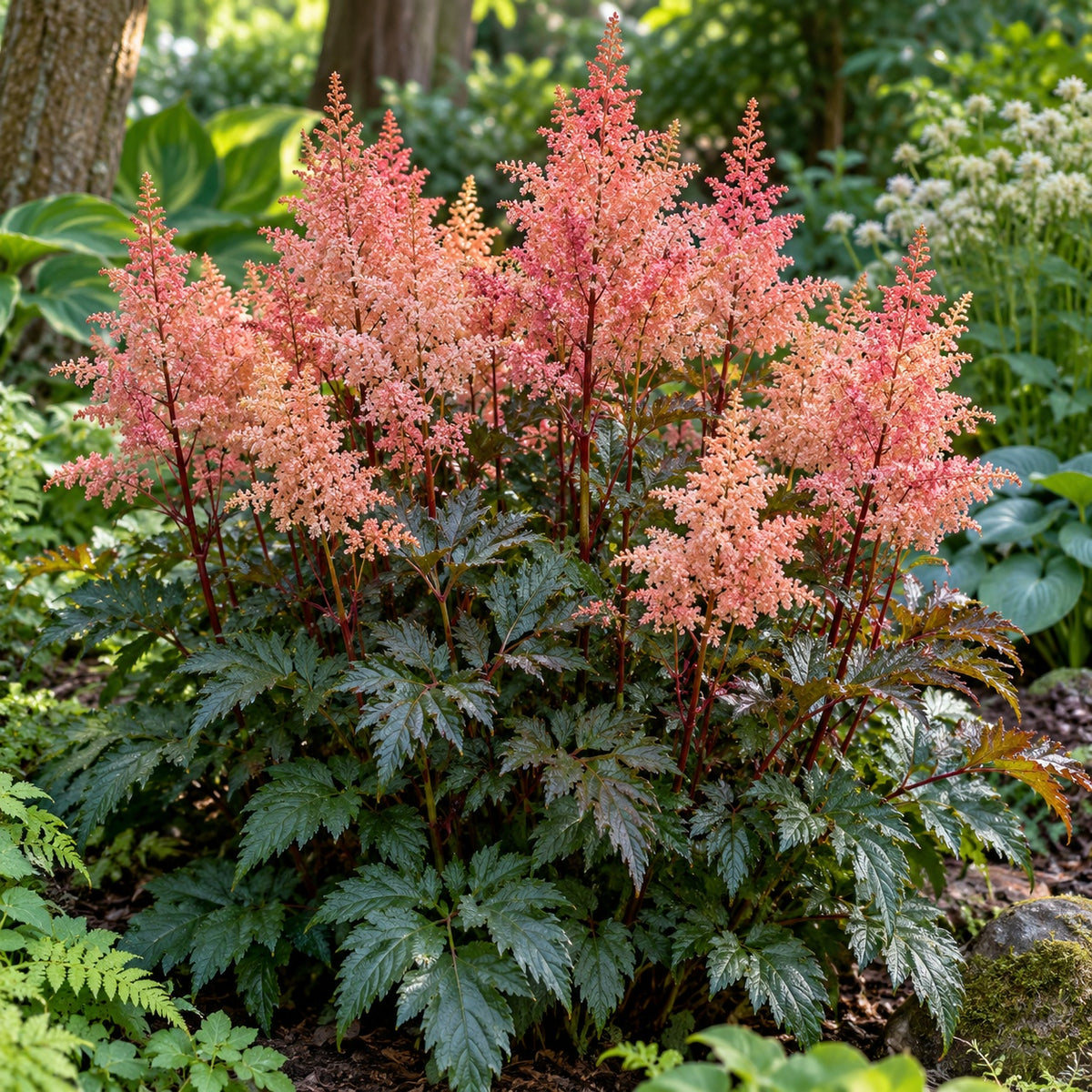 Delft Lace Astilbe growing in a garden