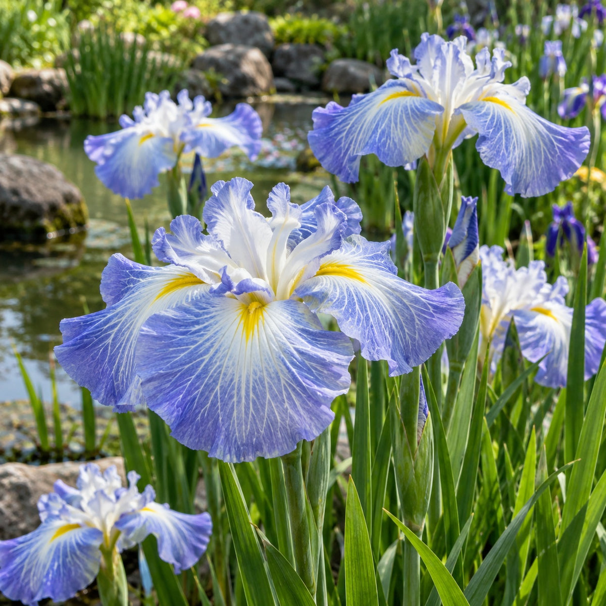 Delmarva Delight Japanese Iris growing in a garden
