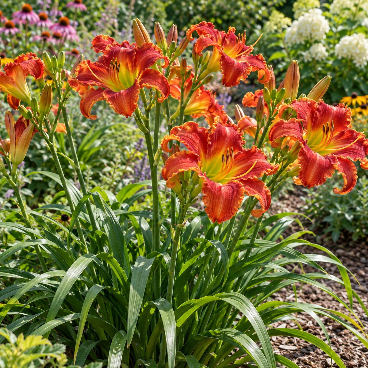 Desert Flame Daylily growing in a garden