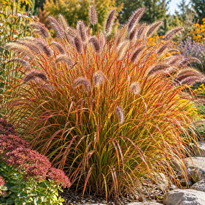 Desert Plains fountain grass with orange-red foliage and fuzzy plumes