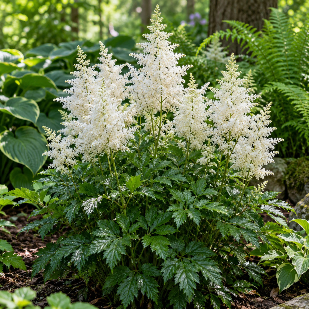 Deutschland Astilbe growing in a garden