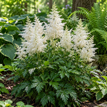 Deutschland Astilbe growing in a garden