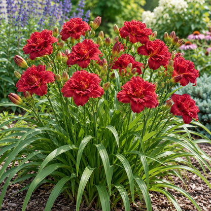 Double Pardon Me Daylily growing in a garden