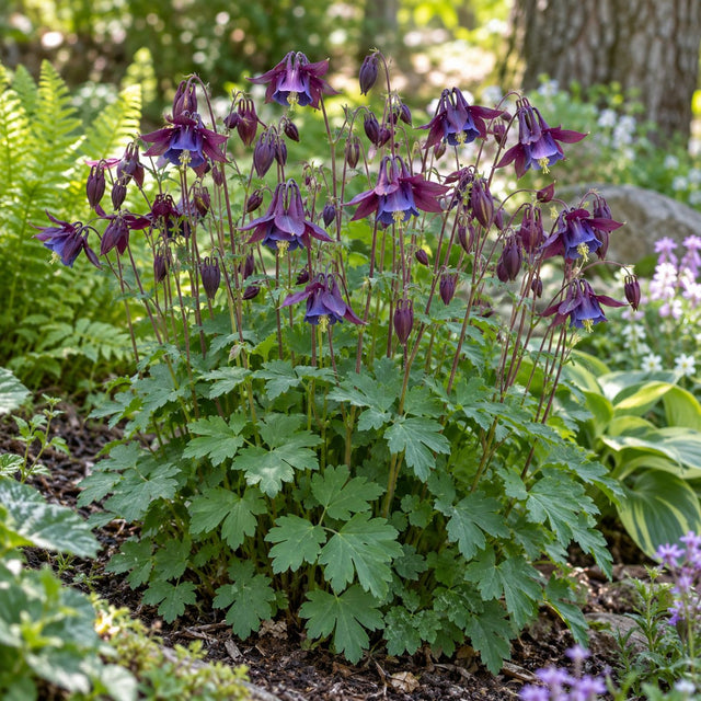 Earlybird Purple Blue