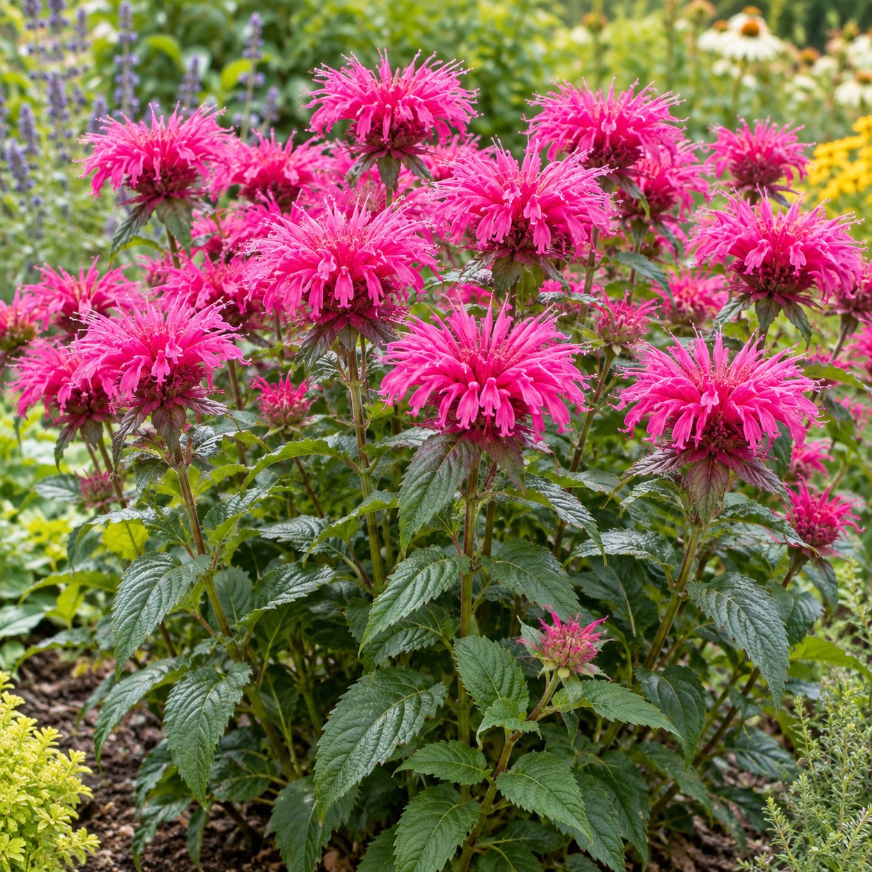 Electric Neon Pink Bee Balm