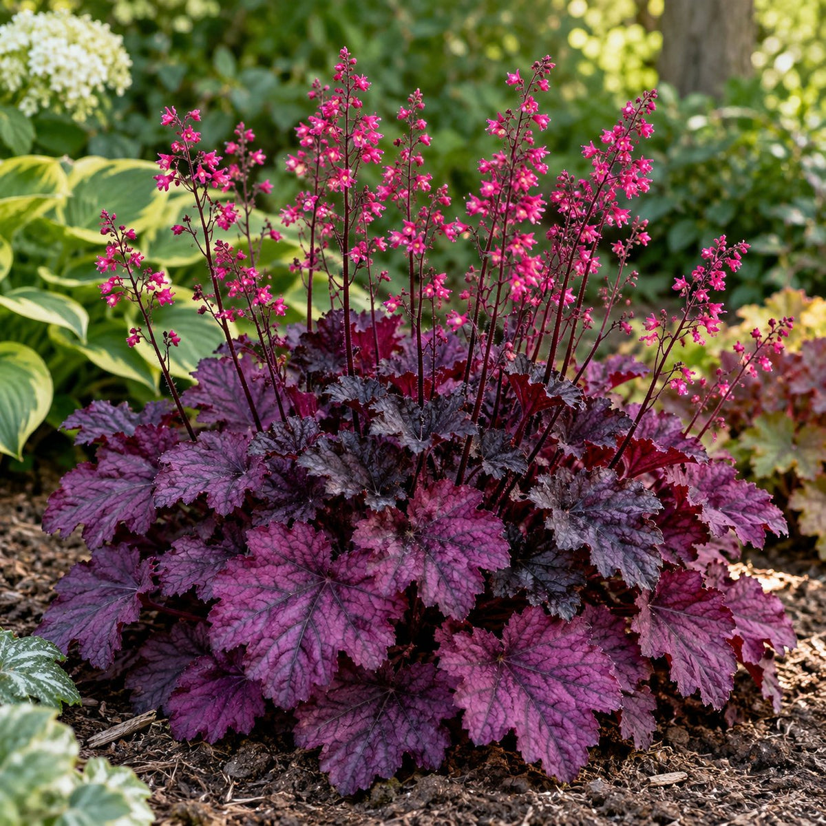Electric Plum Coral Bells