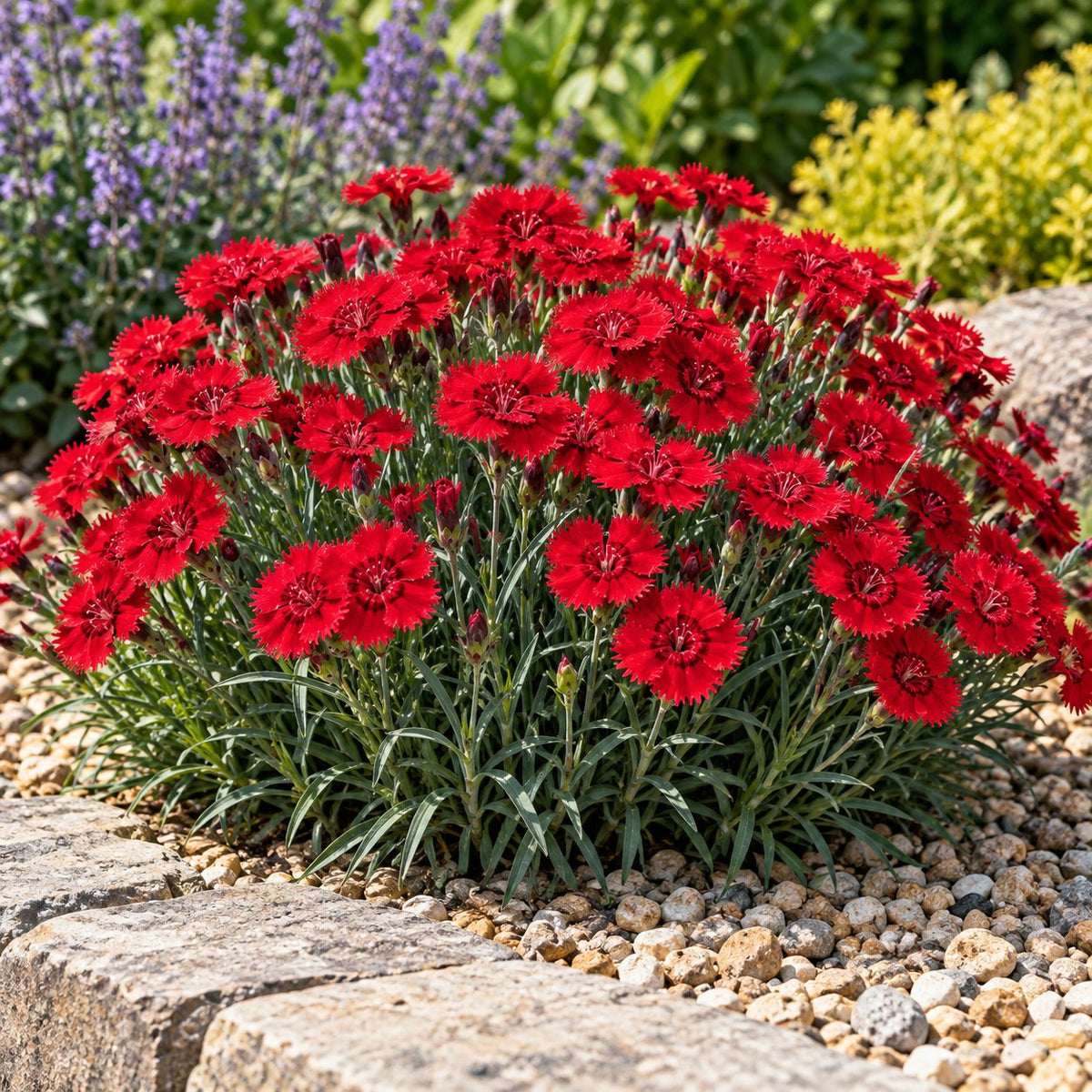 Electric Red Dianthus