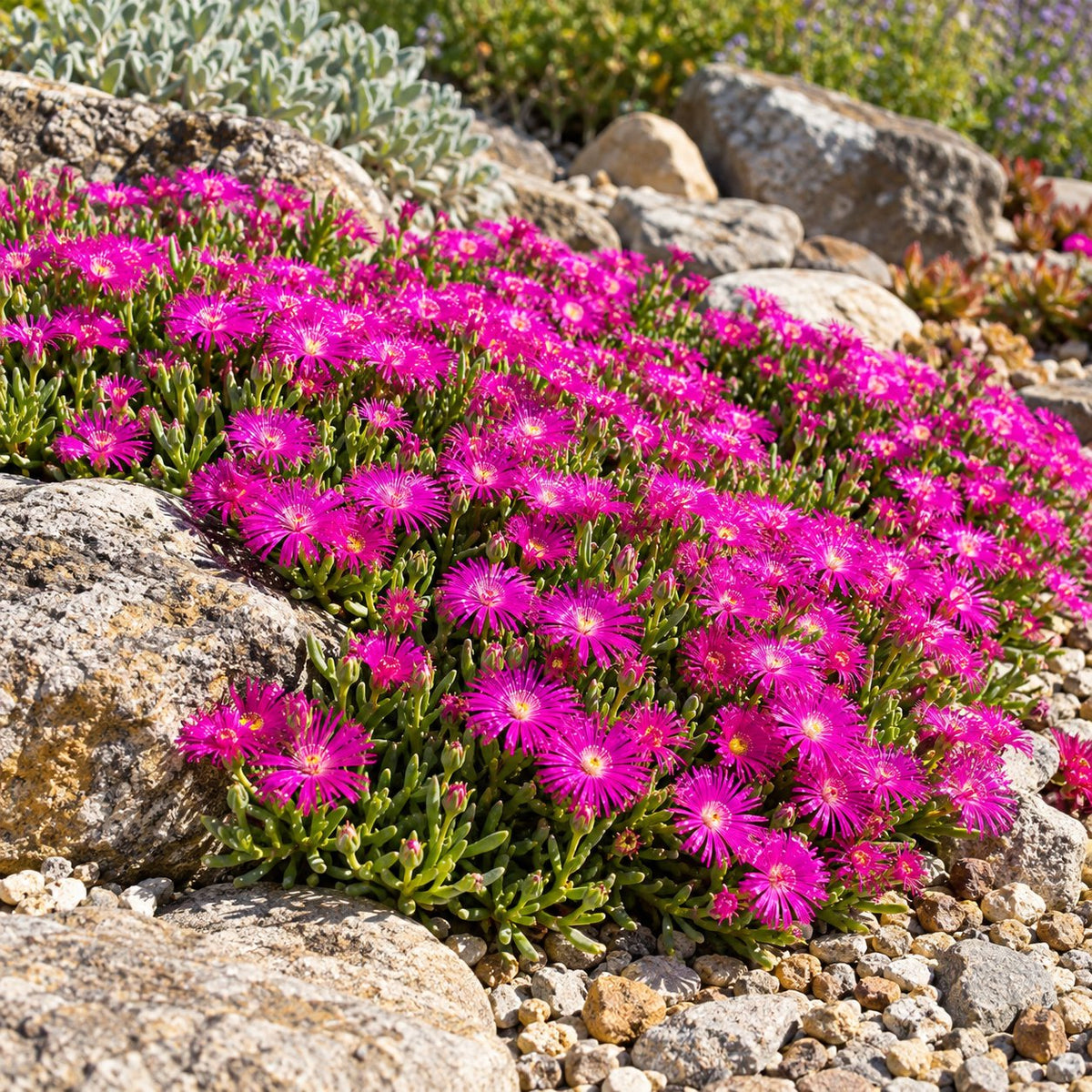 Electric Slide Ice Plant