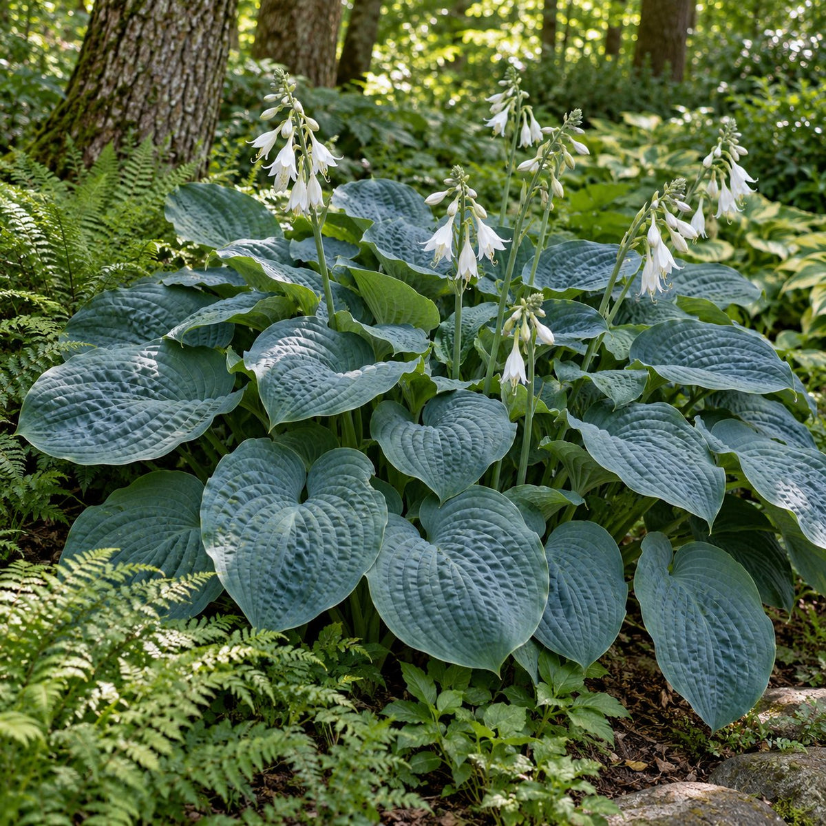 Elegans Hosta