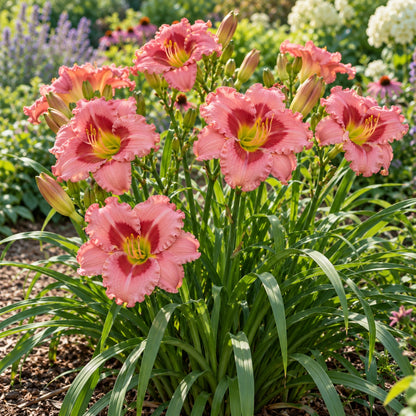 Elegant Candy Daylily growing in a garden