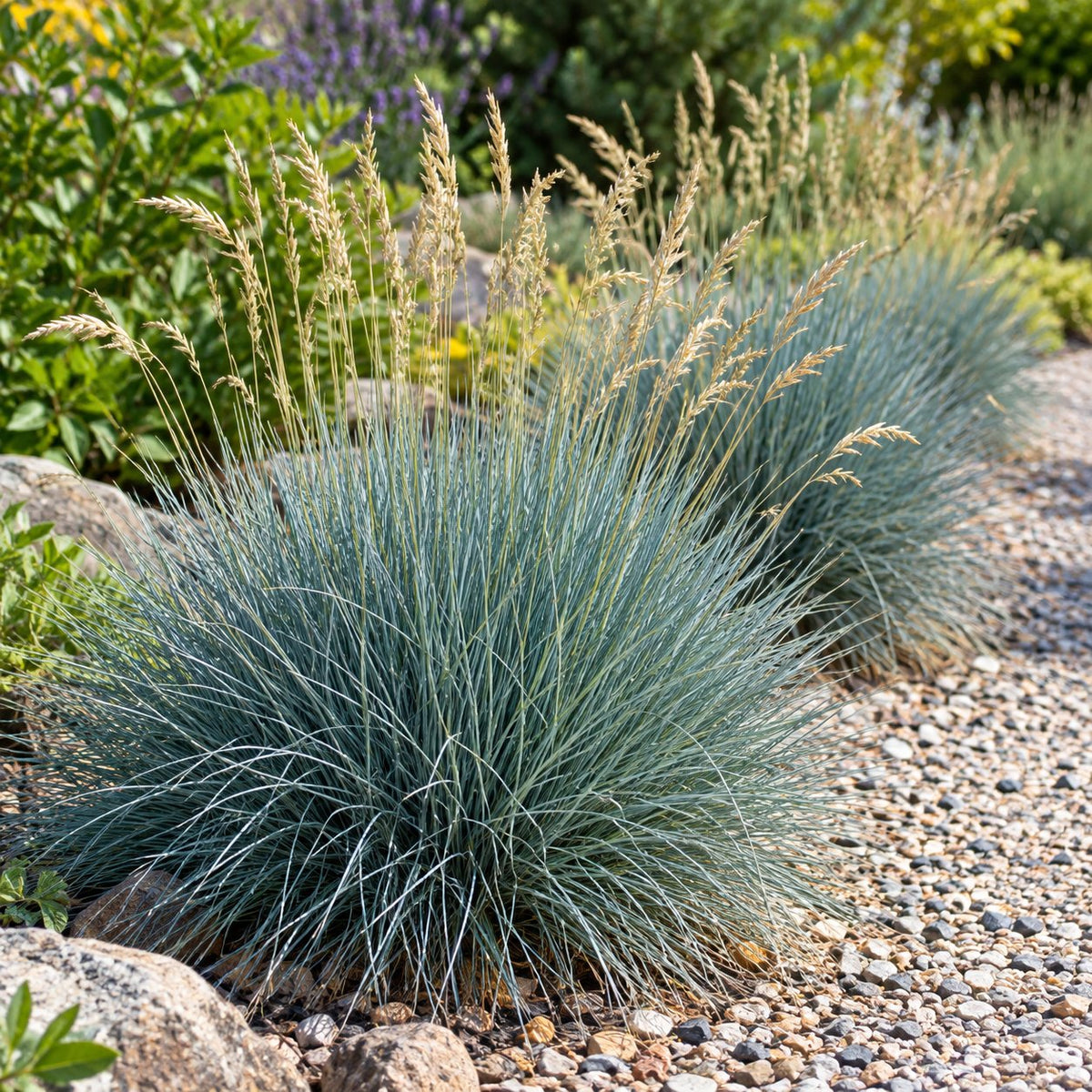 Elijah Blue Blue Fescue