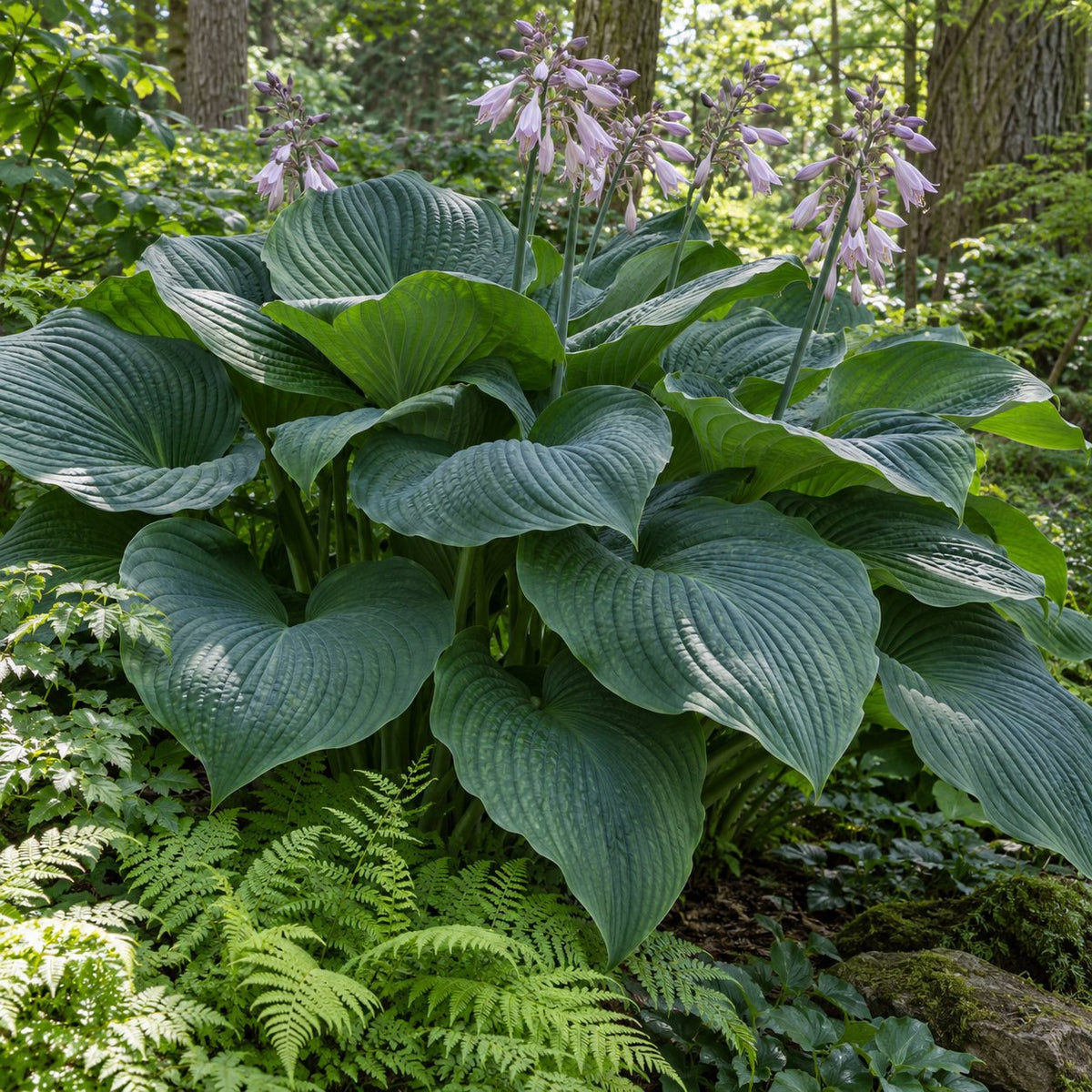 Empress Wu Hosta