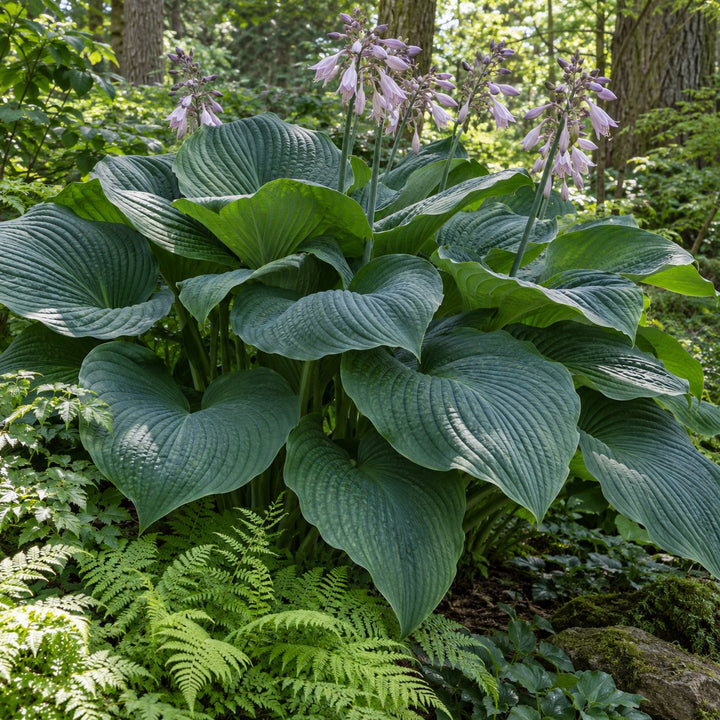 Empress Wu hosta with huge dark green ribbed leaves and lavender flowers among ferns