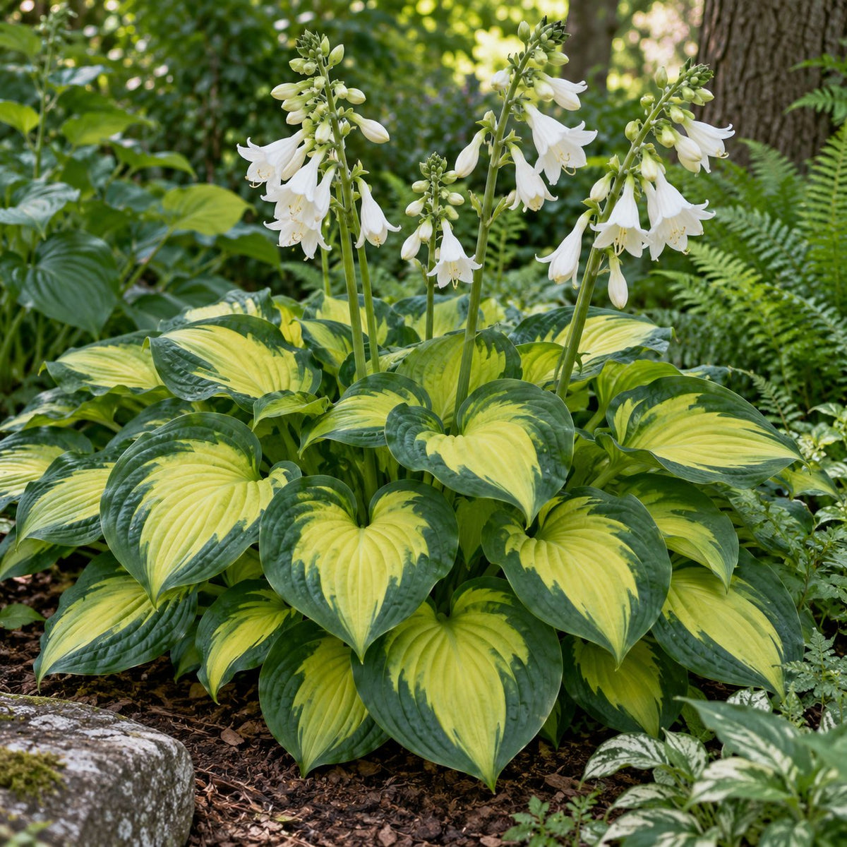 Etched Glass Hosta