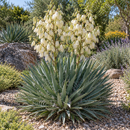 Excalibur Yucca growing in a garden
