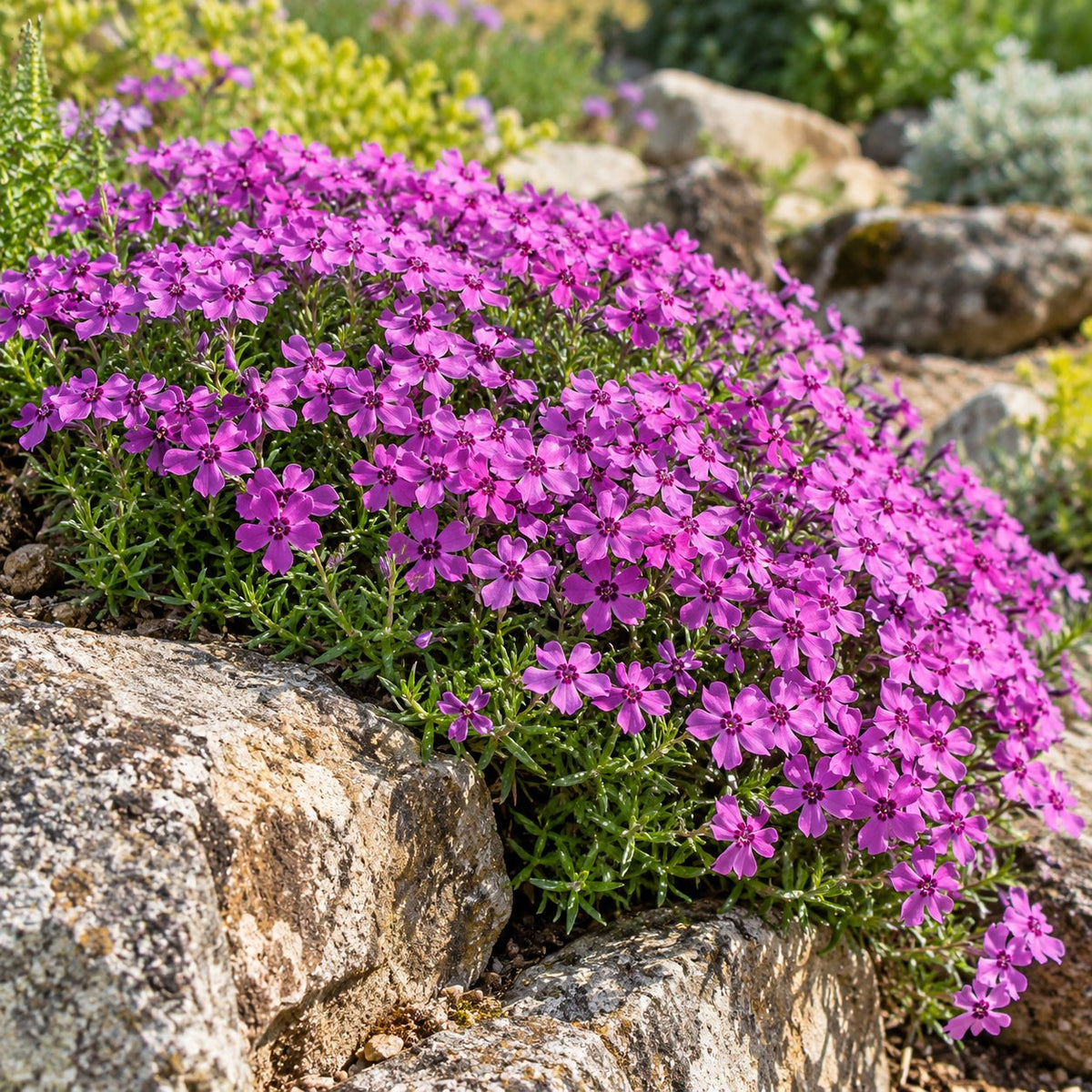 Eye Shadow Creeping Phlox