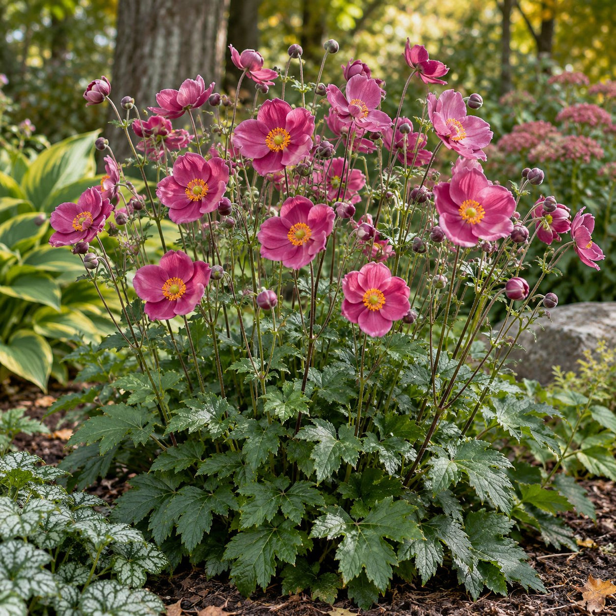 Fall in Love® Deeply Japanese Anemone