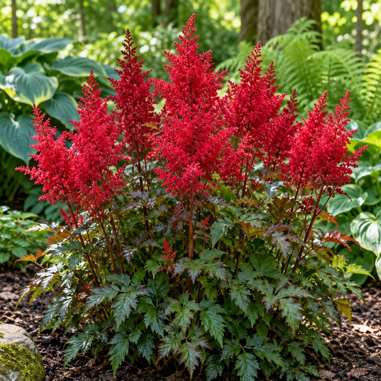 Fanal Astilbe growing in a garden