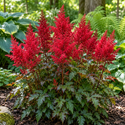 Fanal Astilbe growing in a garden