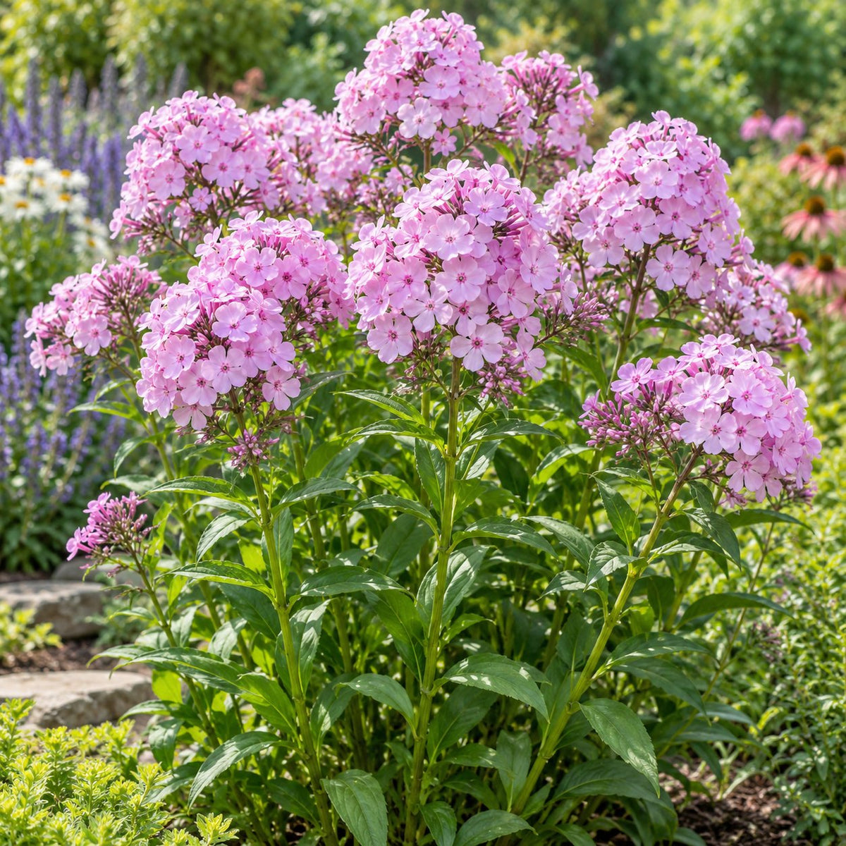 Fashionably Early Flamingo Phlox