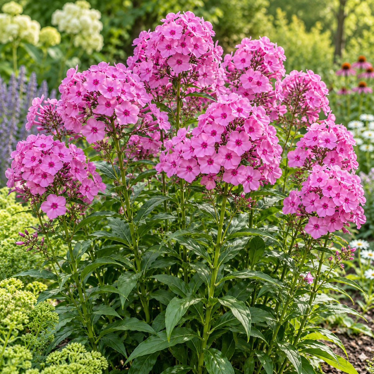 Fashionably Early Princess Phlox