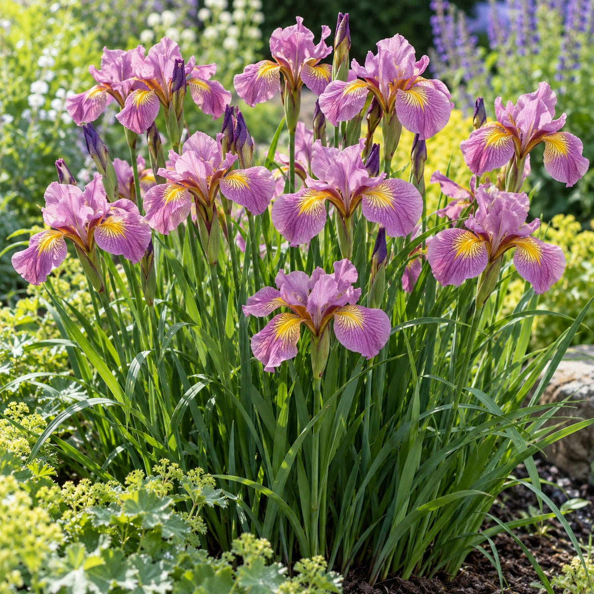 Fiddles on Fire Siberian Iris growing in a garden
