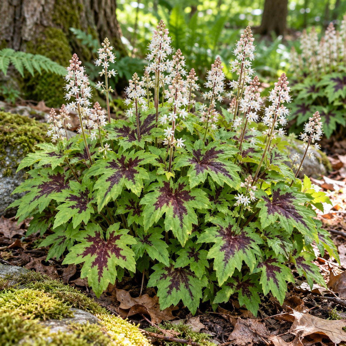 Fingerpaint Foamflower