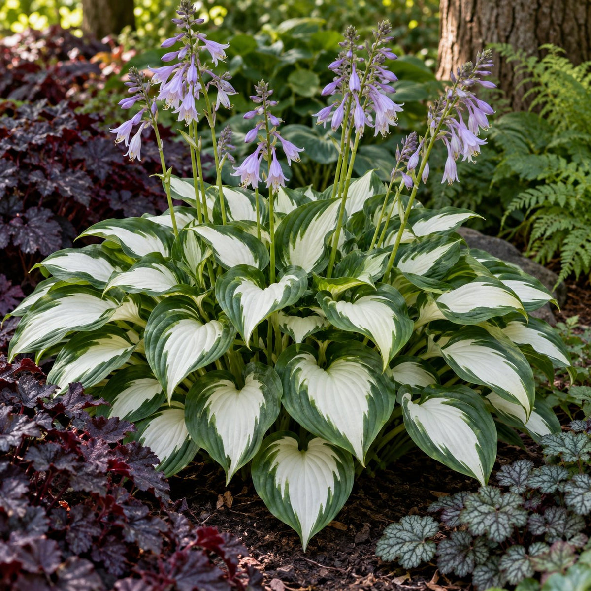 Fire and Ice Hosta