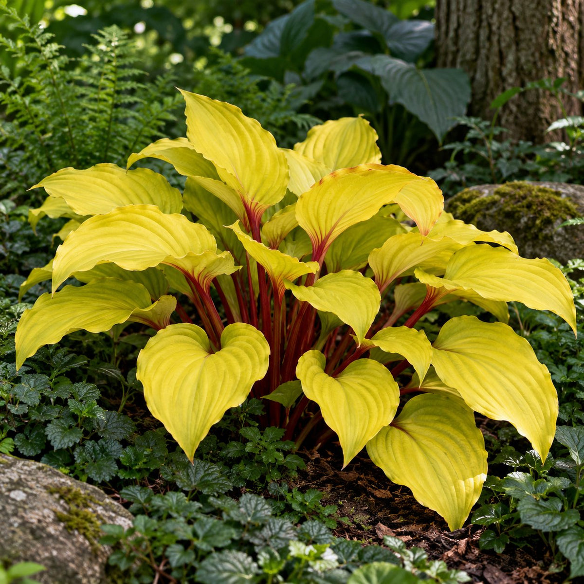 Fire Island Hosta