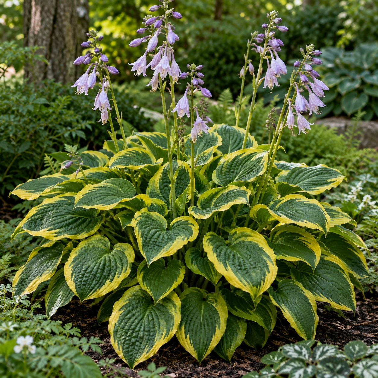 Fortunei Aureomarginata Hosta growing in a garden