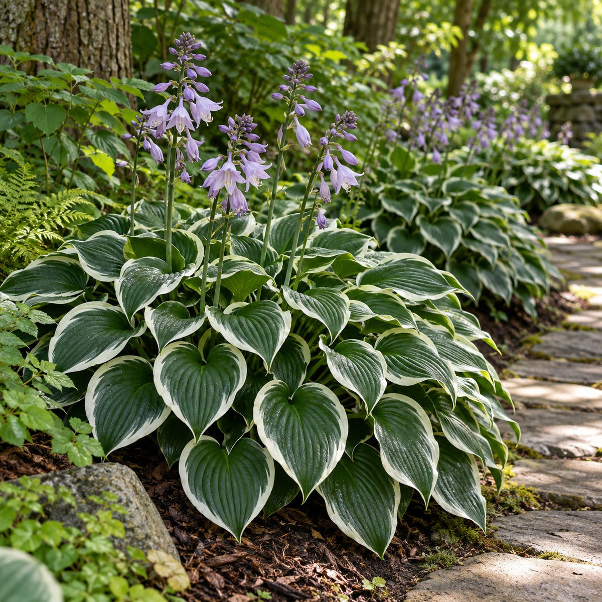 Francee Hosta
