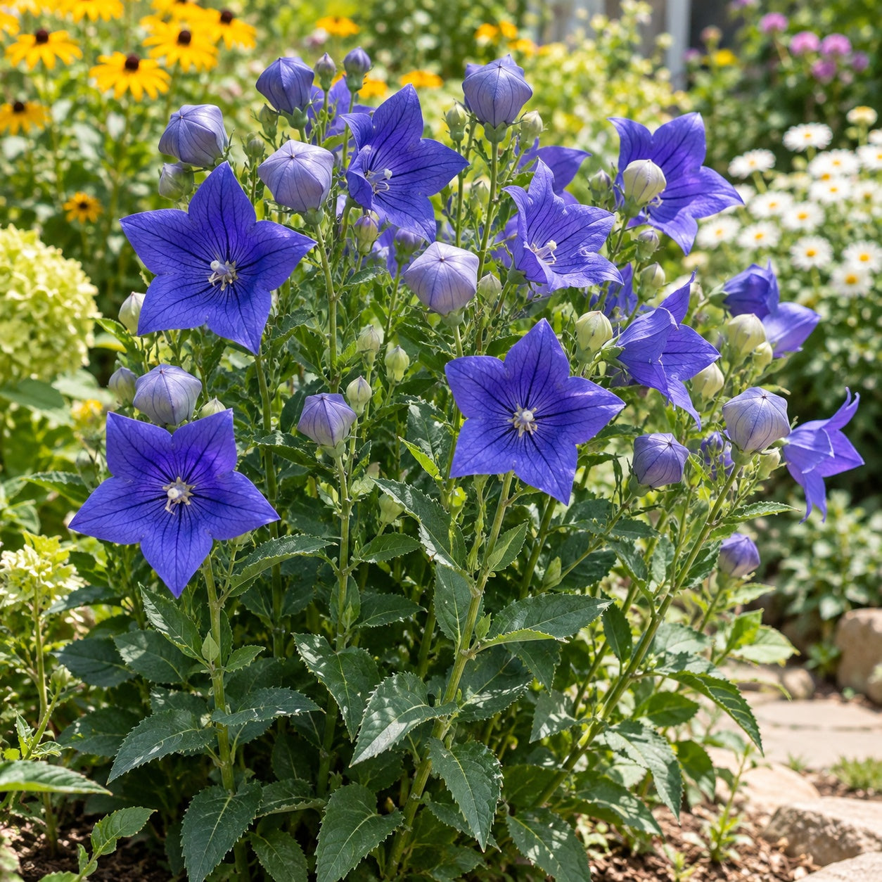 Fuji Blue Balloon Flower growing in a garden
