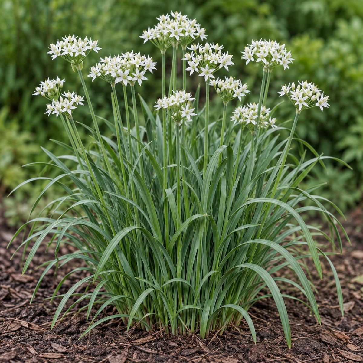 Garlic Chives (Allium tuberosum) herb plant growing in a garden bed