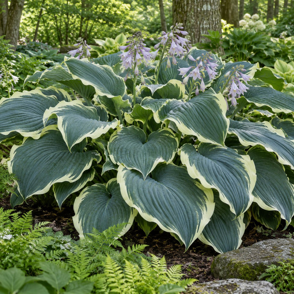 Gigantosaurus Hosta