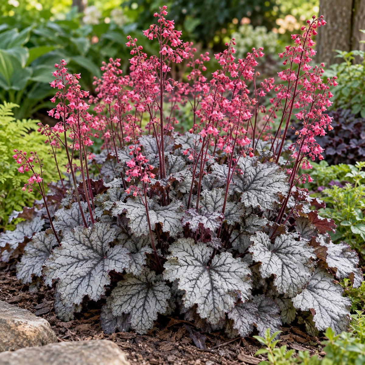 Glazed and Infused Coral Bells