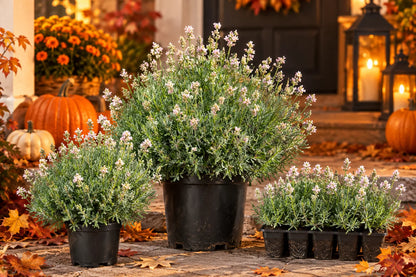 Hidcote Pink lavender in pots and a plug tray with pale pink blooms beside pumpkins in a fall display, illustration