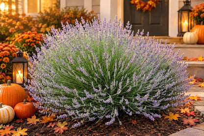 PHENOMENAL® lavender bare root plant (AI-styled Halloween setting)