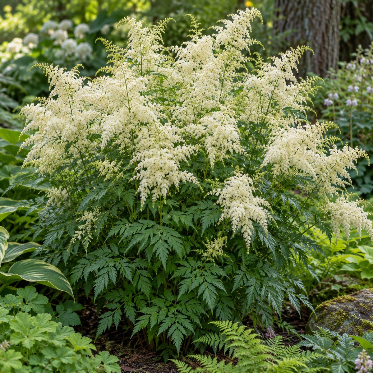 Goatee Goat's Beard