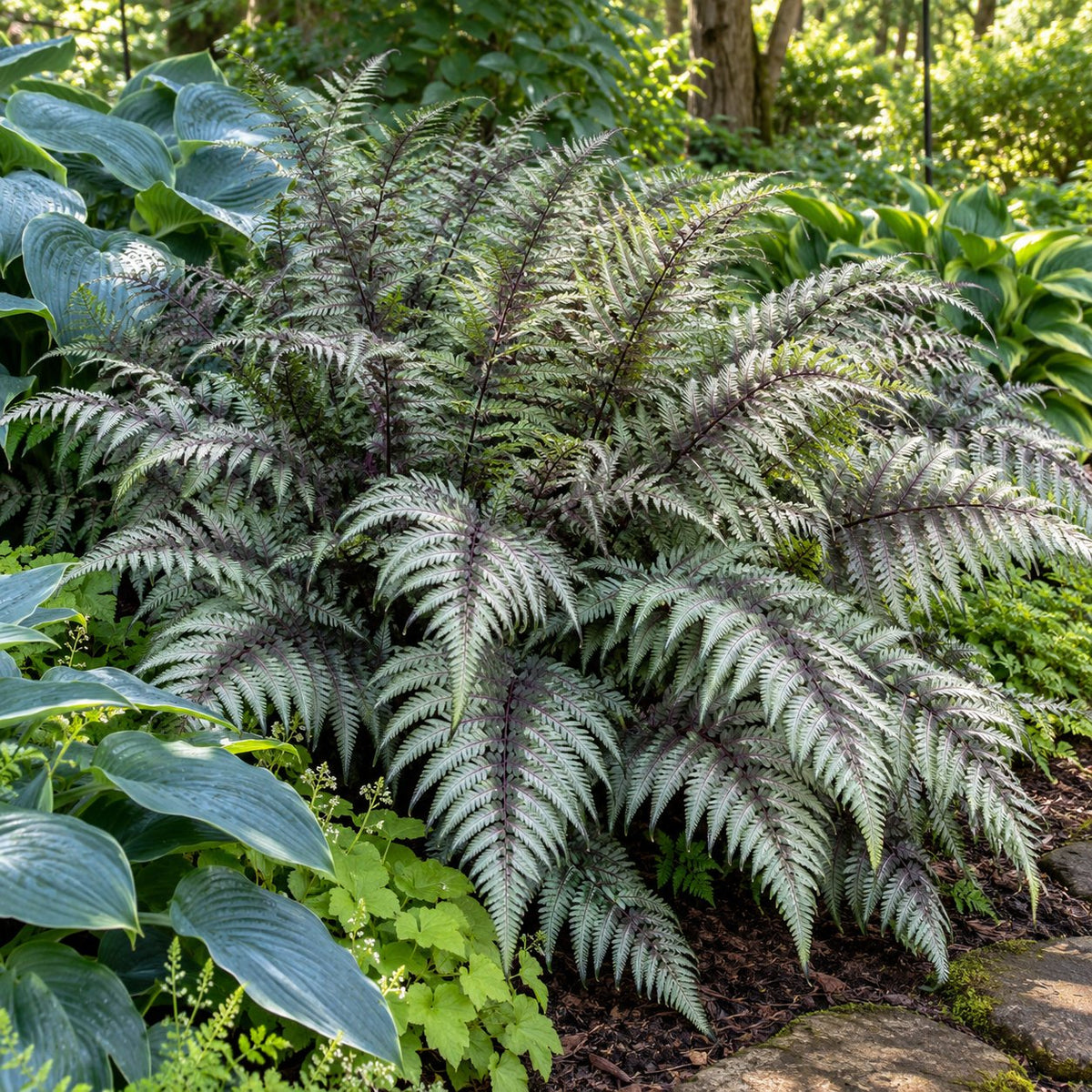 Godzilla Giant Painted Fern