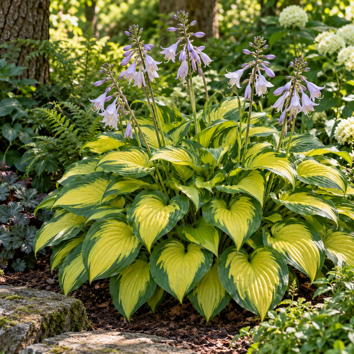 Gold Standard Hosta growing in a garden