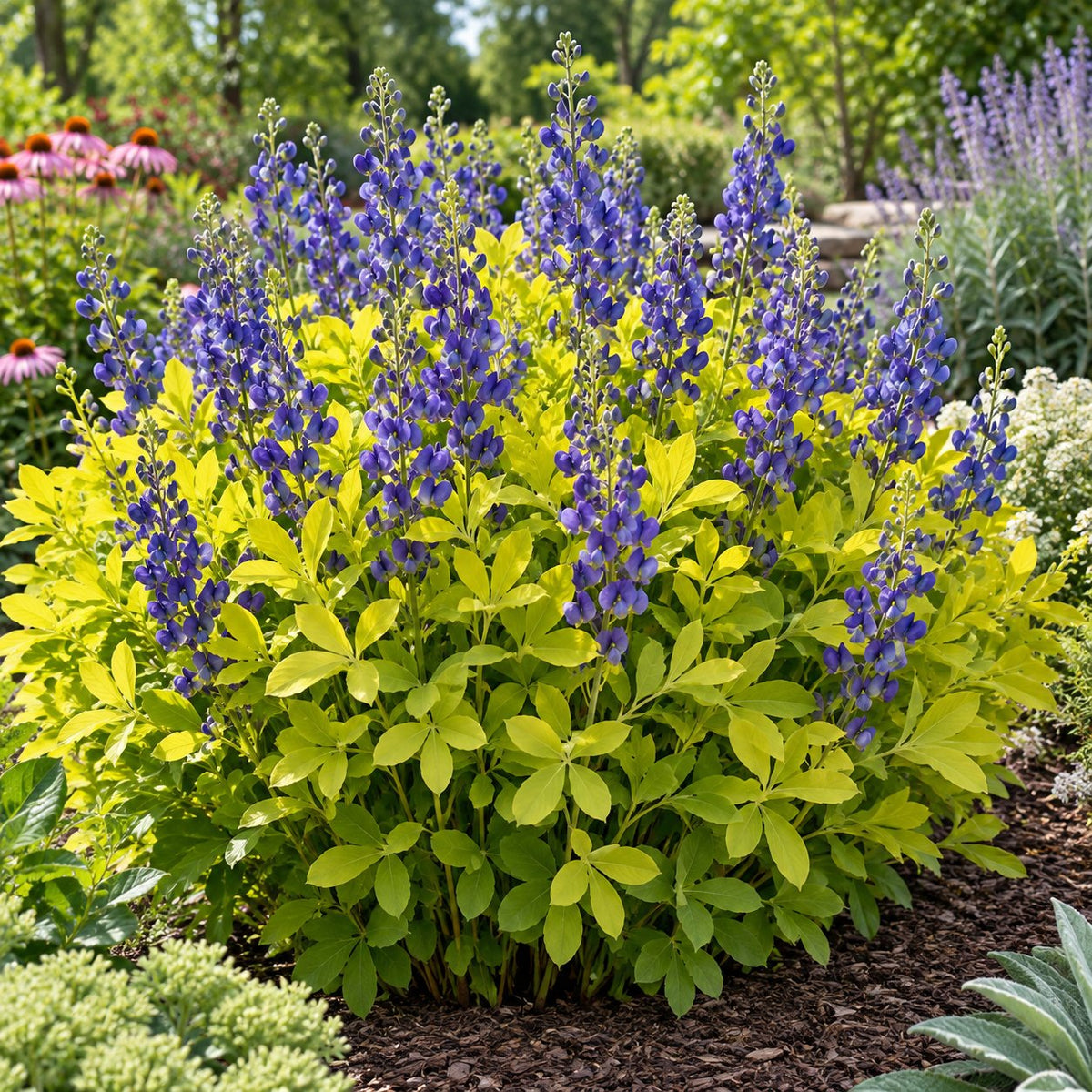Golden Anniversary False Indigo