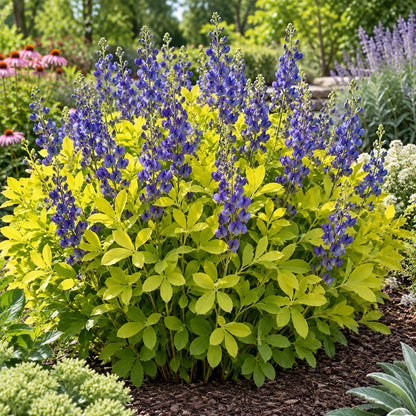 Golden Anniversary False Indigo