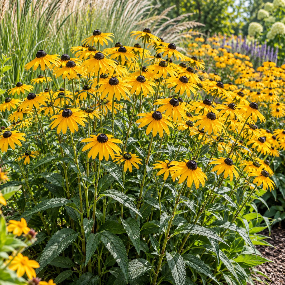 Goldsturm Black-Eyed Susan