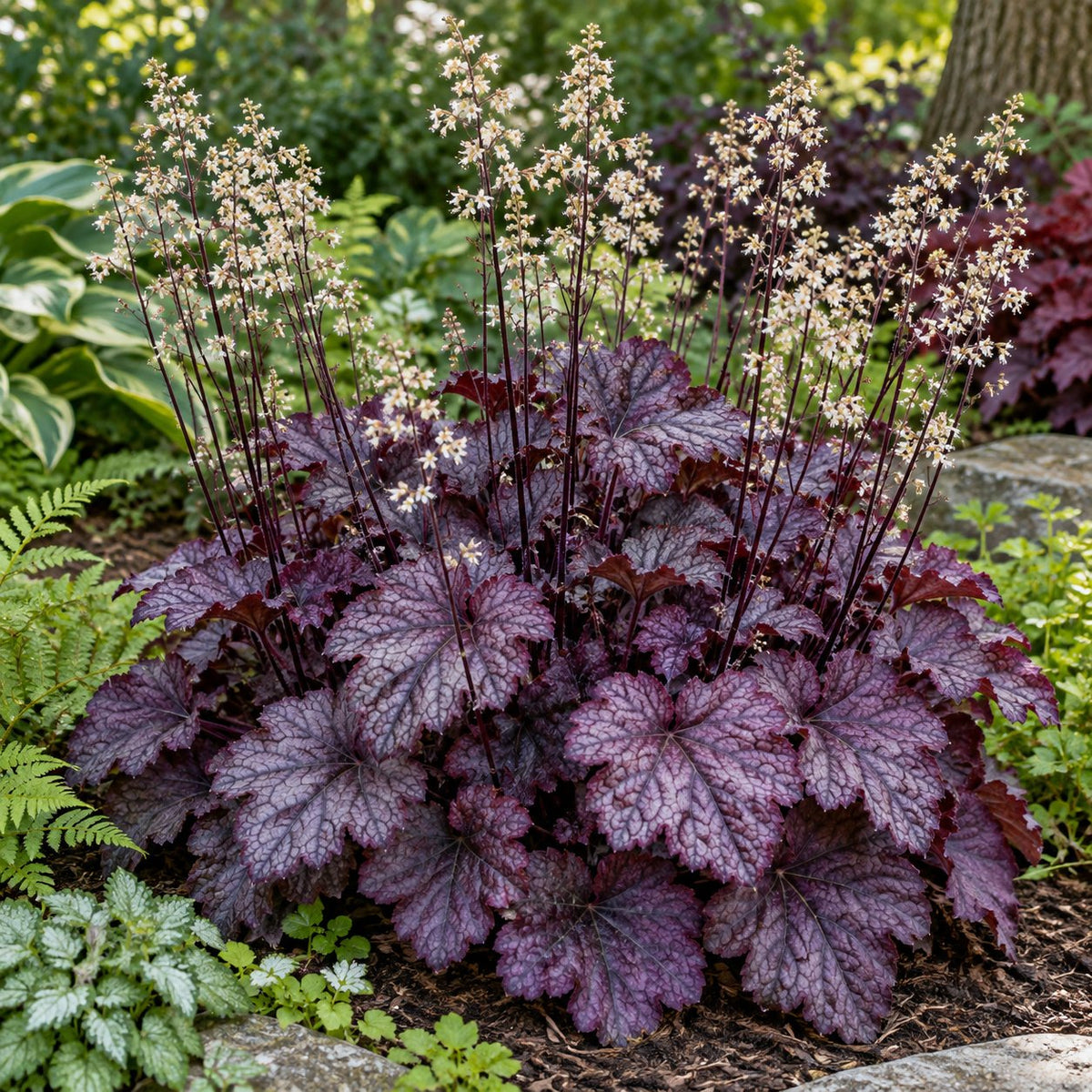Grape Expectations Coral Bells