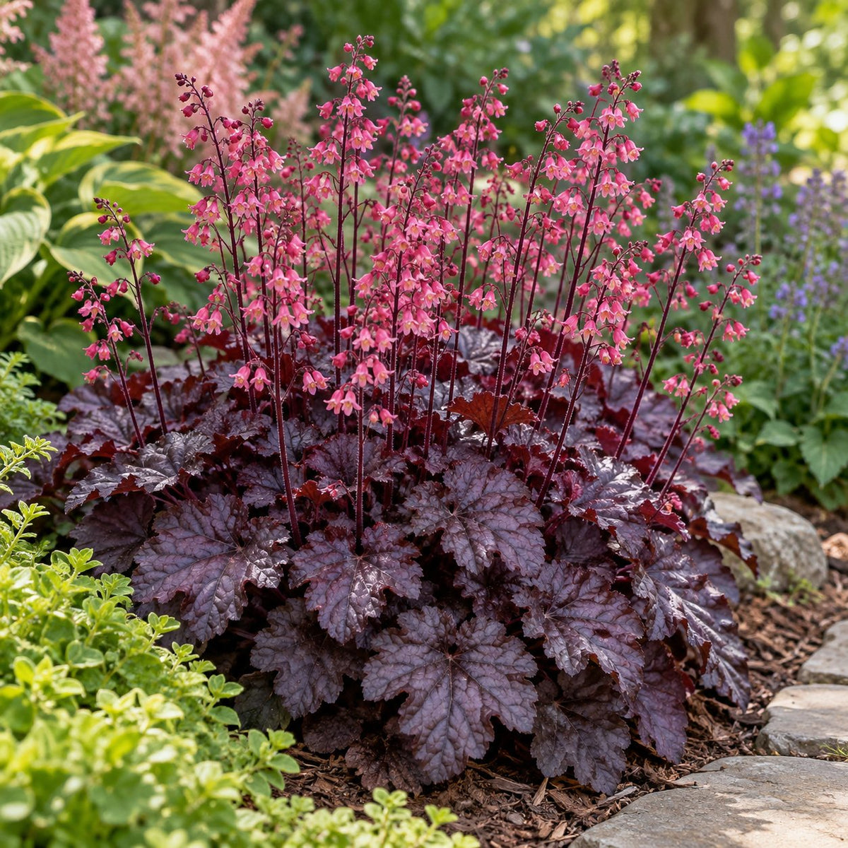 Grape Timeless Coral Bells