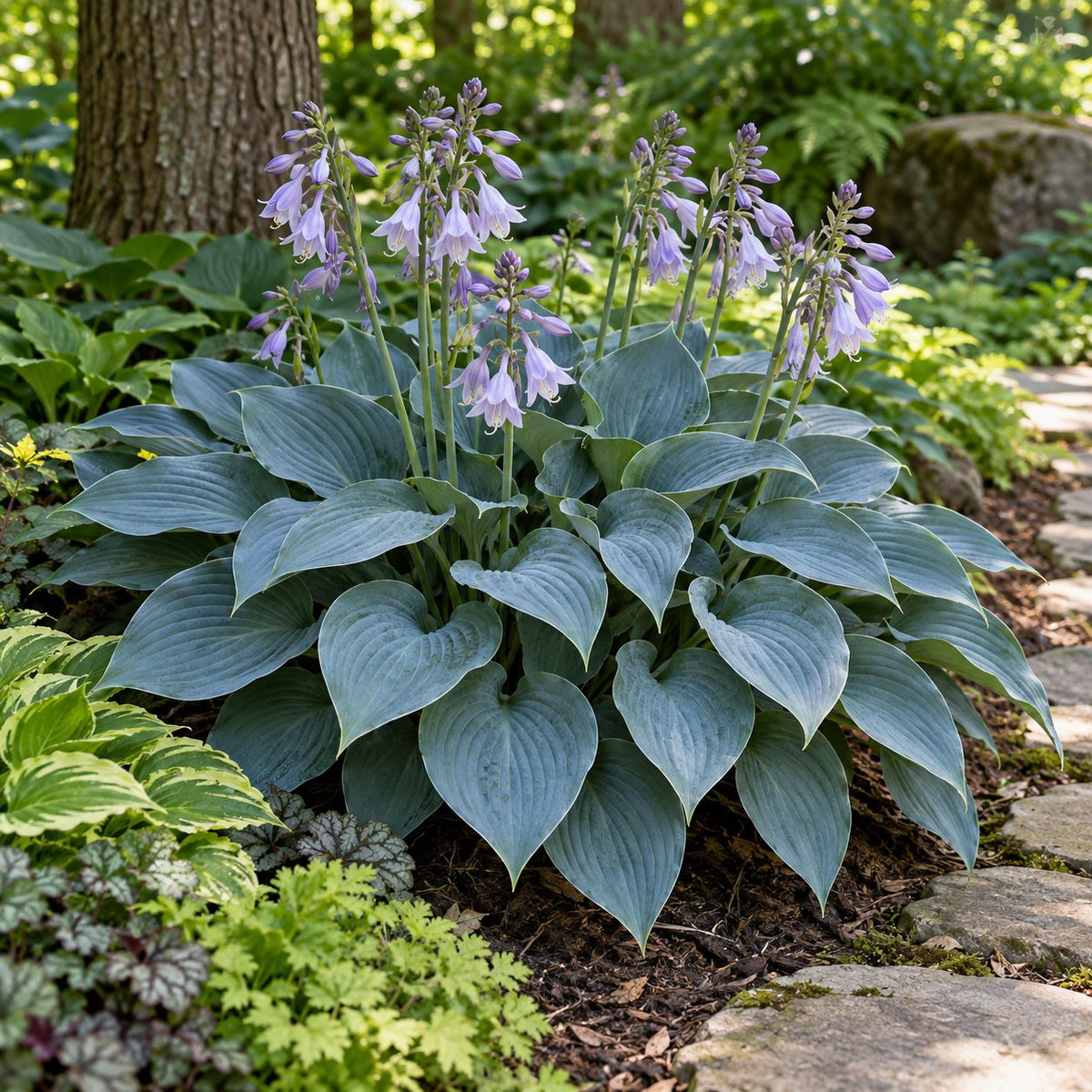 Halcyon Hosta