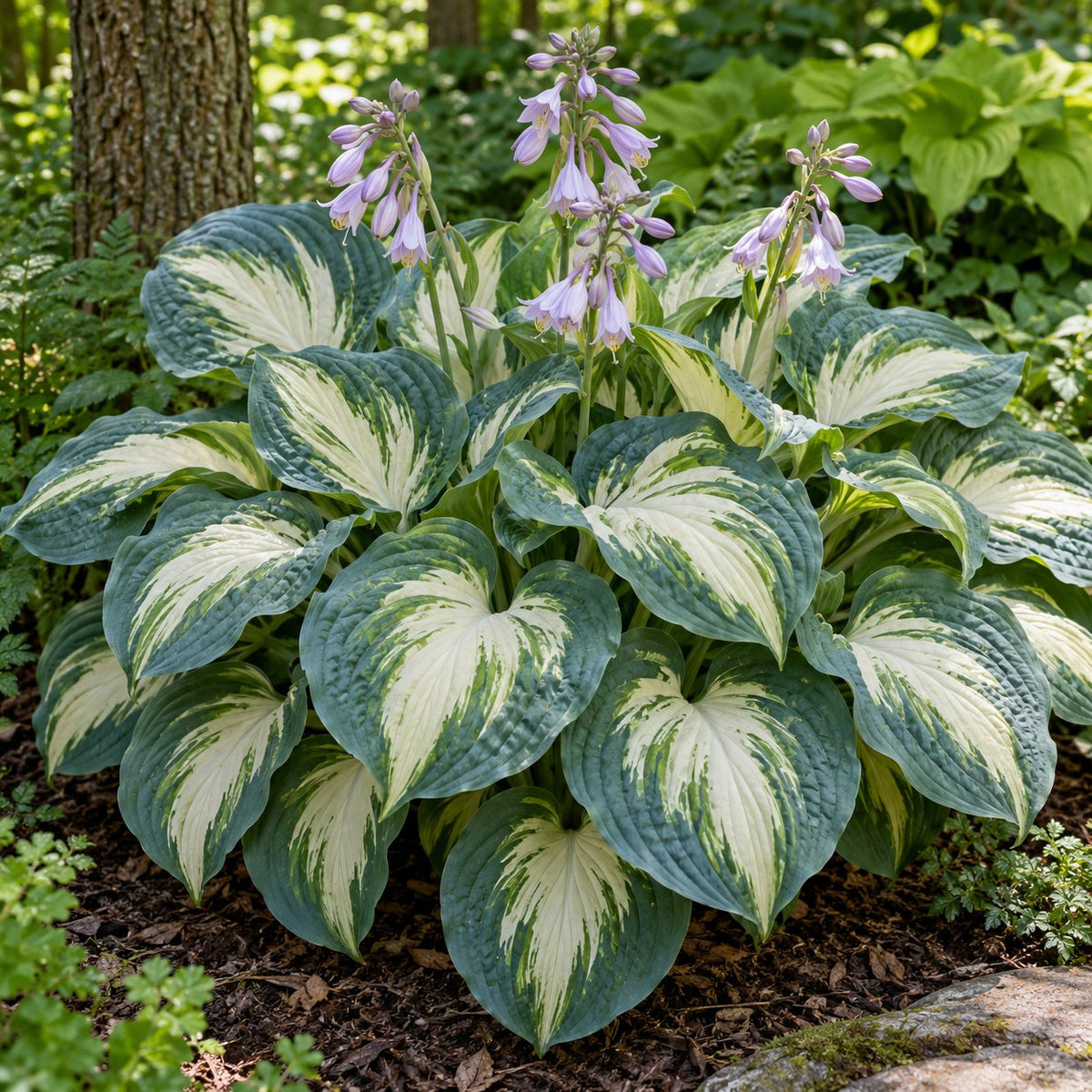 Hans Hosta