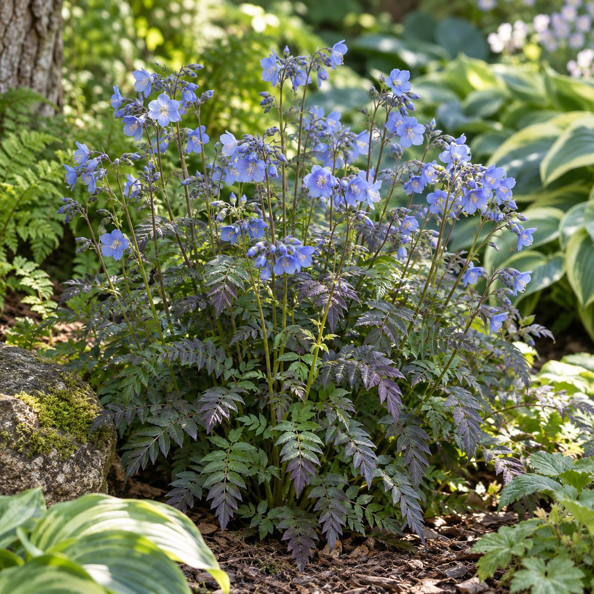 Heaven Scent Jacob's Ladder