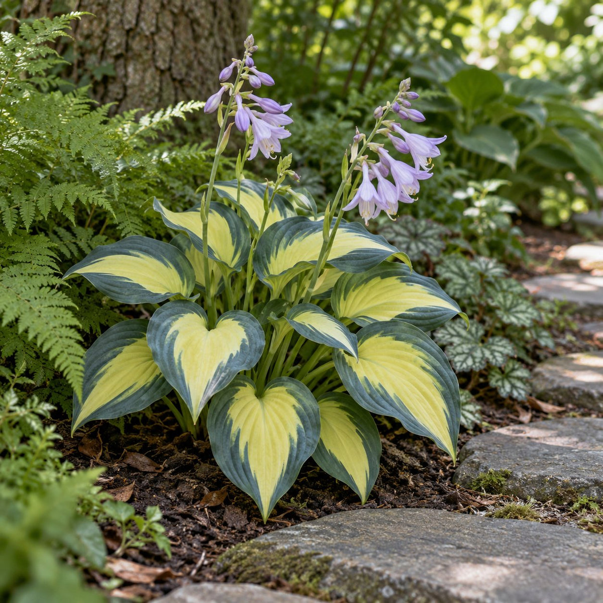 High Society Hosta